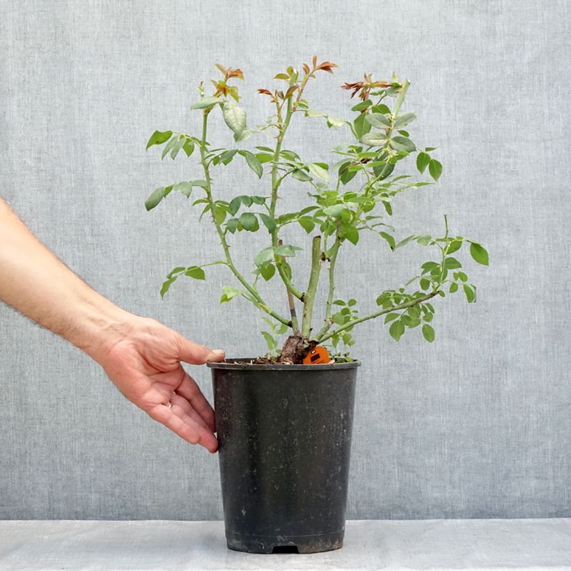 Esemplare di Rosa rampicante Sabrina Vaso da 4L/5L consegnato in estate
