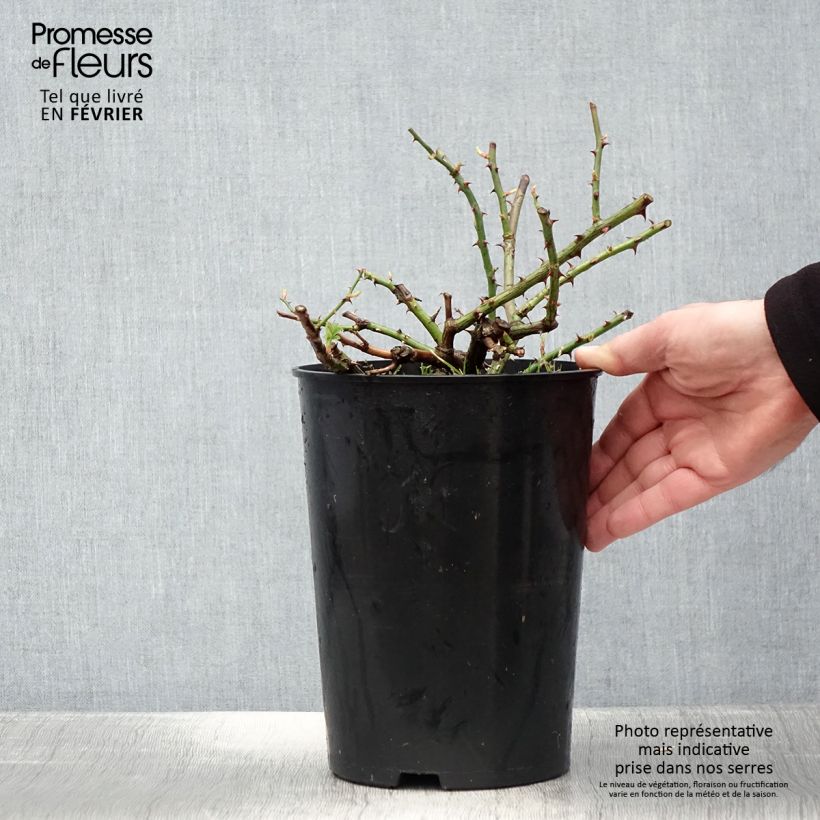 Rosa multiflora Seagull Vaso da 4L/5L esemplare consegnato in inverno