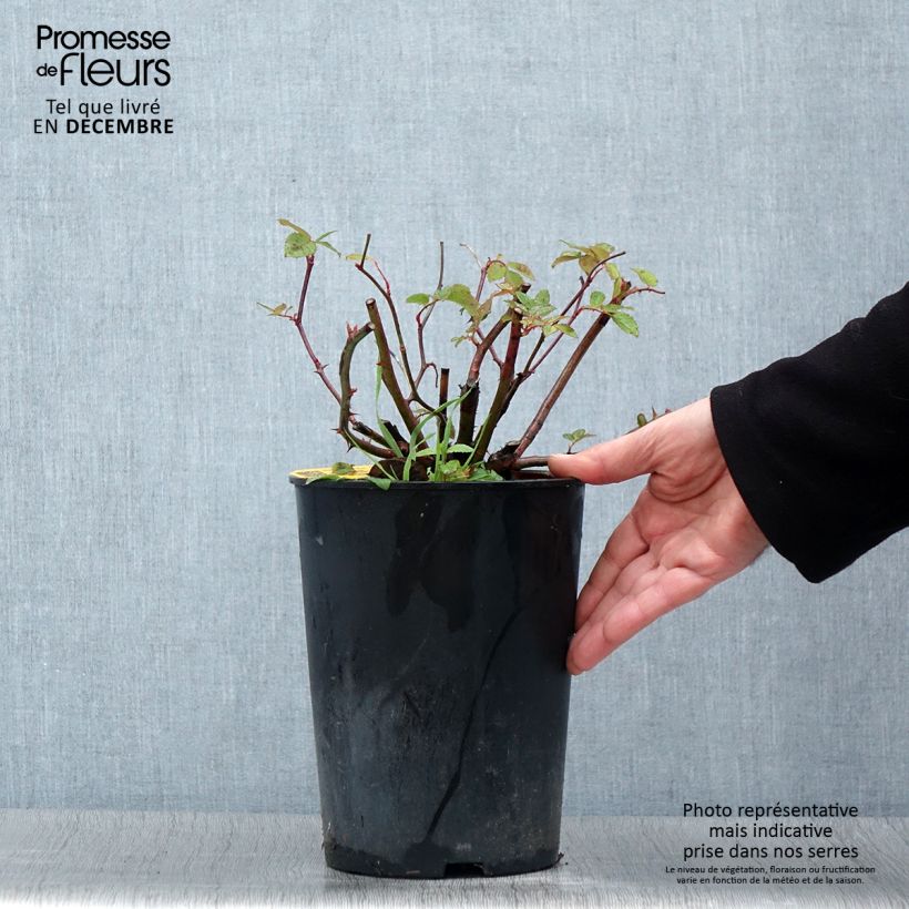 Esemplare di Rosier grimpant Siluetta Romantic Pot de 4L/5L come consegnato in autunno