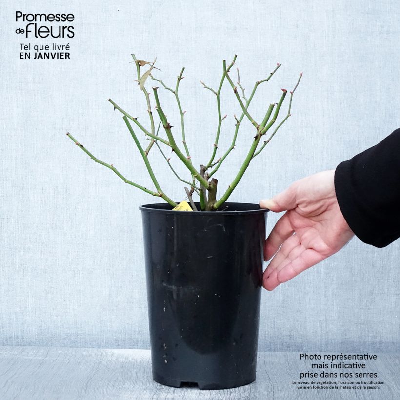 Rosier grimpant Siluetta Sunny Pot de 4L/5L esemplare consegnato in inverno
