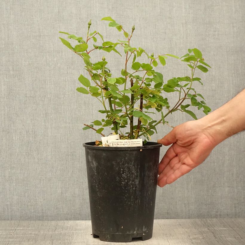 Rosa rampicante Sourire d'Isabelle Vaso da 4L/5L esemplare consegnato in primavera