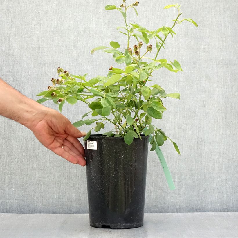 Esemplare di Rosa rampicante Sourire d'Orchidée Vaso da 4L/5L consegnato in estate