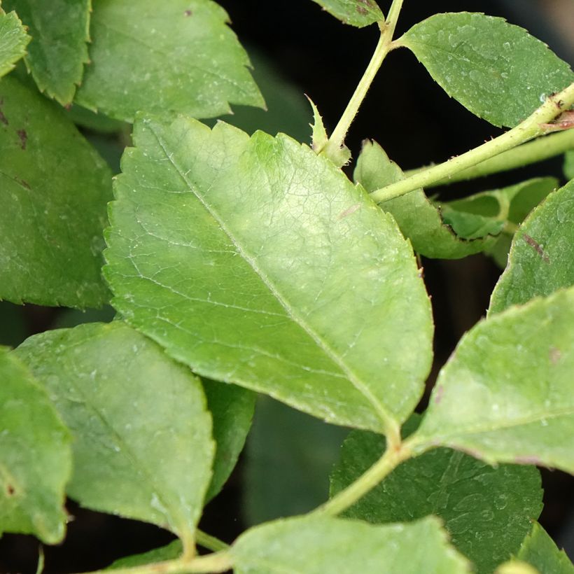 Rosa rampicante Sourire d'Orchidée (Fogliame)