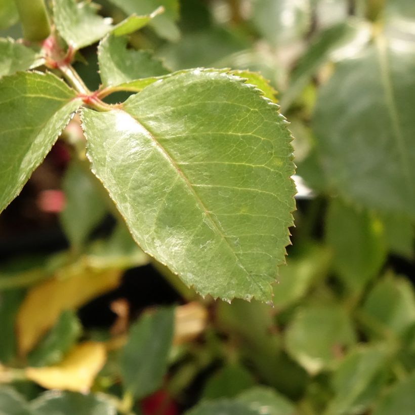 Rosa rampicante Sympathie (Foliage)