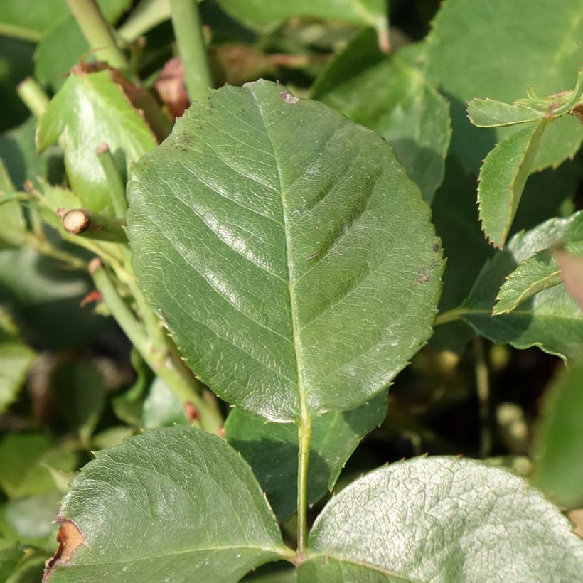 Rosa rampicante That's Jazz (Fogliame)