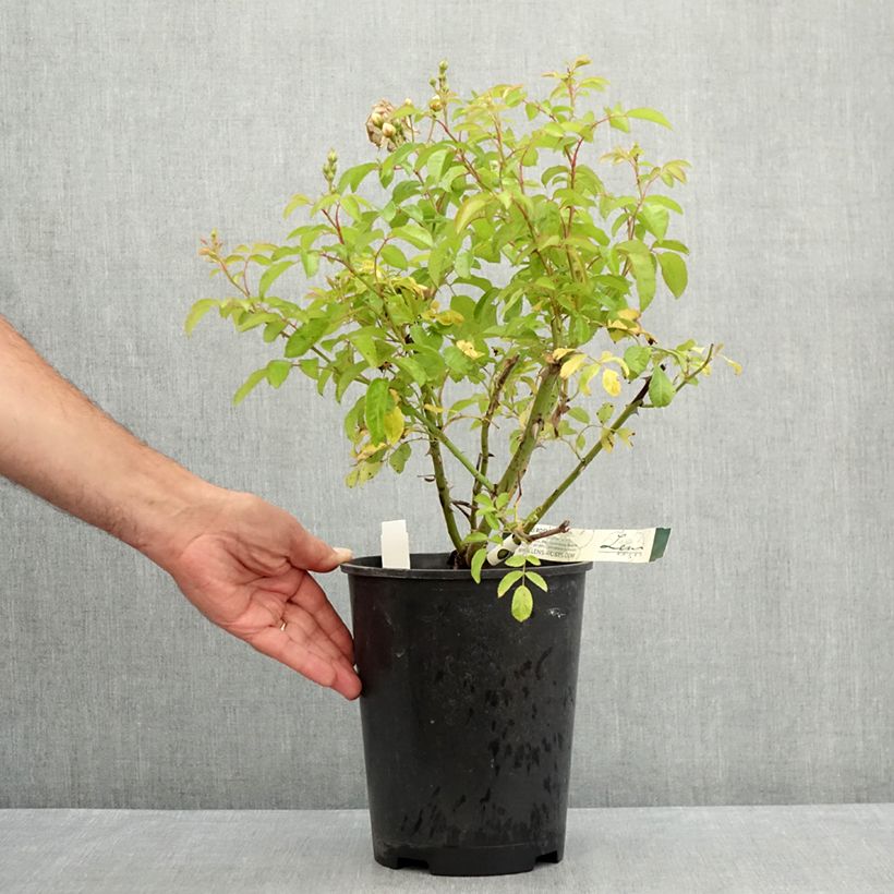 Example of Rosa moschata Trier - Rosa moscata rampicante Vaso da 4L/5L as you get in ete