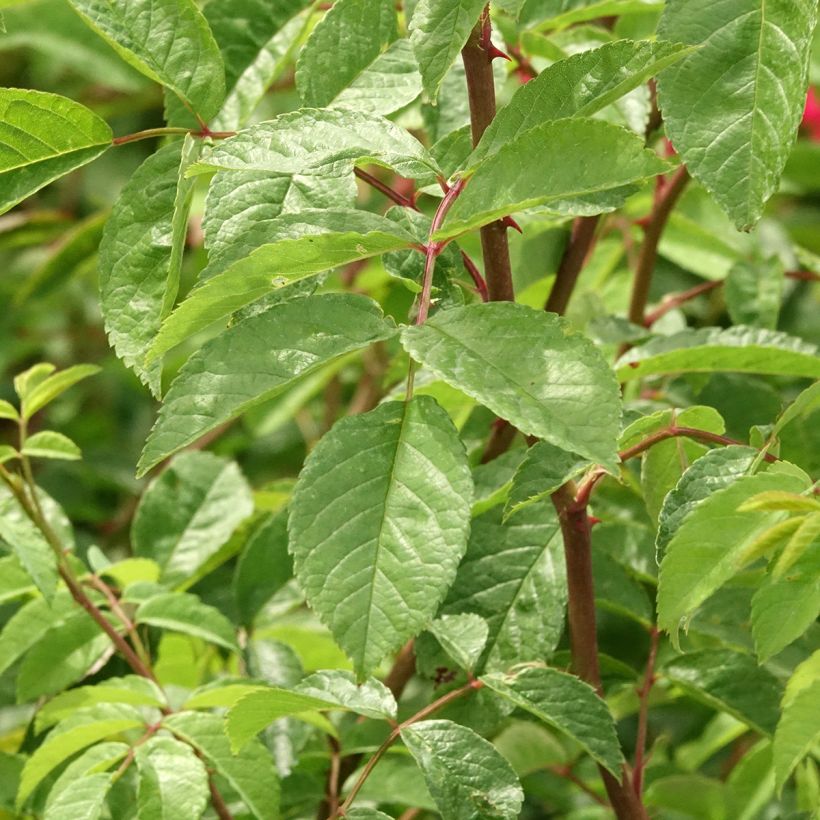 Rosa rampicante Wilderode (Fogliame)