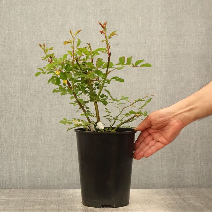 Example of Rosa rampicante Wilderode Vaso da 4L/5L as you get in printemps