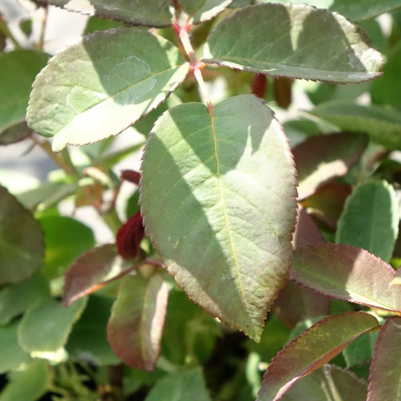 Rosa rampicante Zéphirine Drouhin (Foliage)