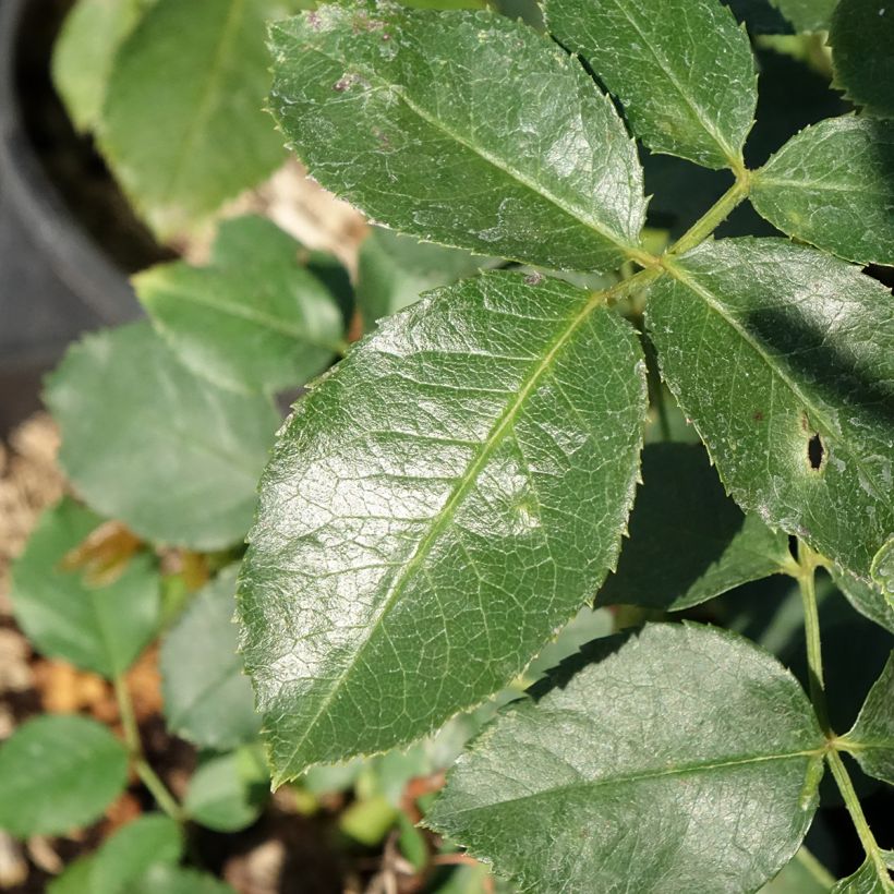 Rosa Jubilé du Prince de Monaco (Fogliame)