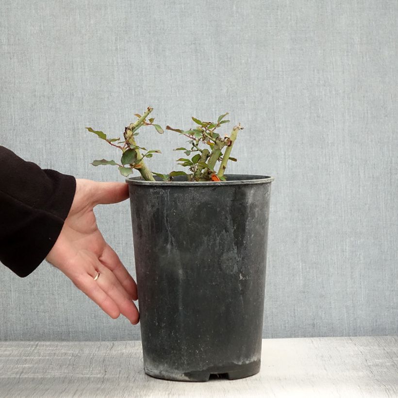 Esemplare di Rosier Jubilé du Prince de Monaco Pot de 4L/5L come consegnato in autunno