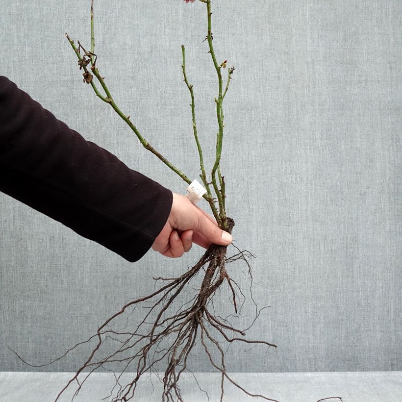 Rosa Jubilé du Prince de Monaco Piante piccole a radice nuda esemplare consegnato in inverno