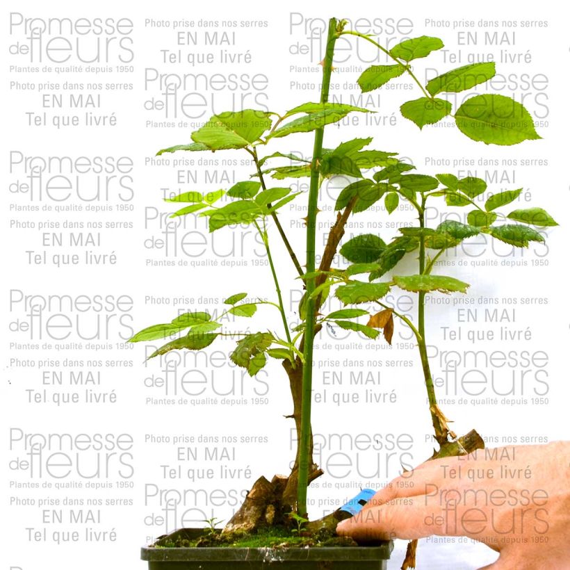 Esempio di esemplare Rosa Generosa Ladurée Vaso da 4L/5L come consegnato