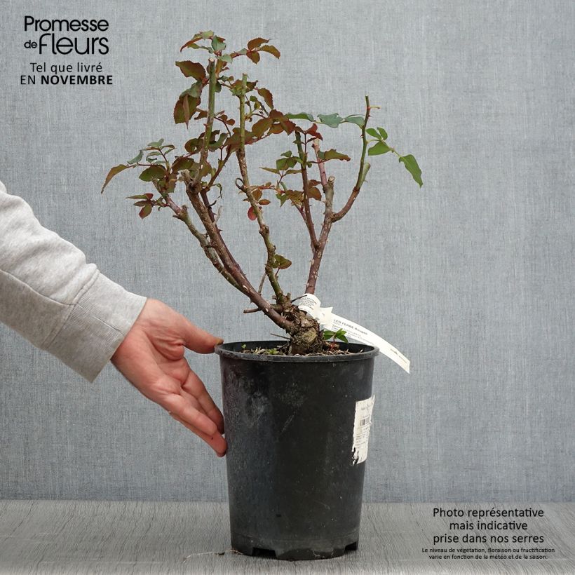 Esemplare di Rosa Rosier Leo Ferré Vaso da 4L/5L come consegnato in autunno