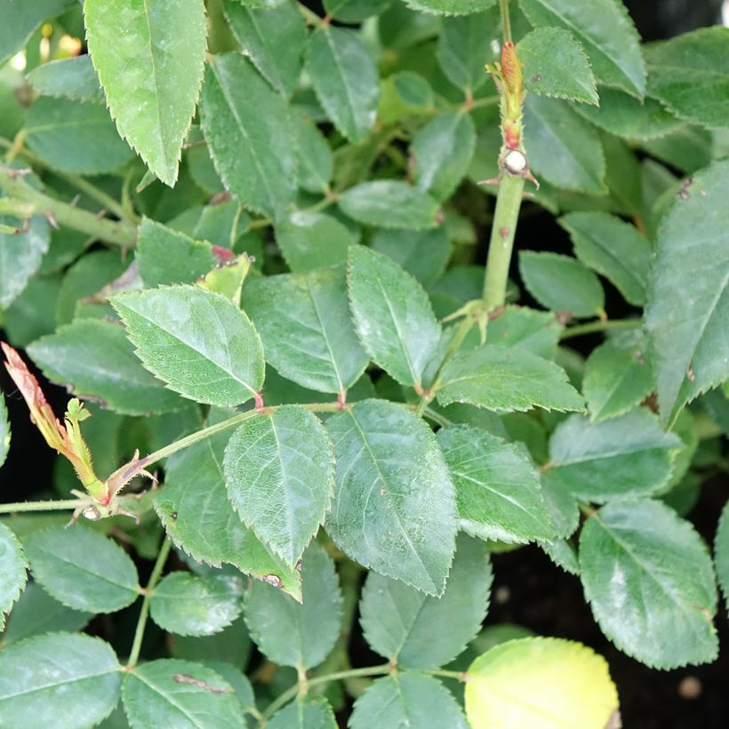 Rosa wichuraiana François Juranville - Rosa rampicante (Fogliame)