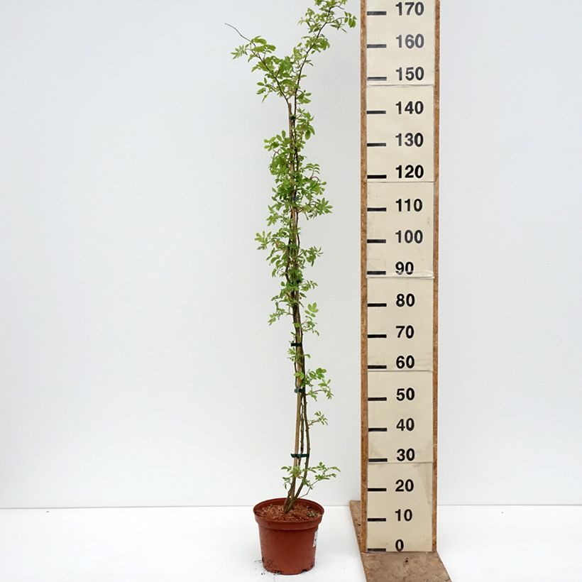Rosa multiflora Goldfinch Vaso da 4L/5L esemplare consegnato in primavera