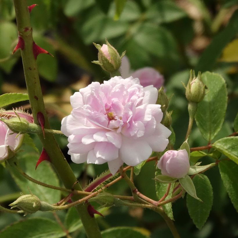 Rosa moscata rampicante Paul's Himalayan Musk (Fioritura)