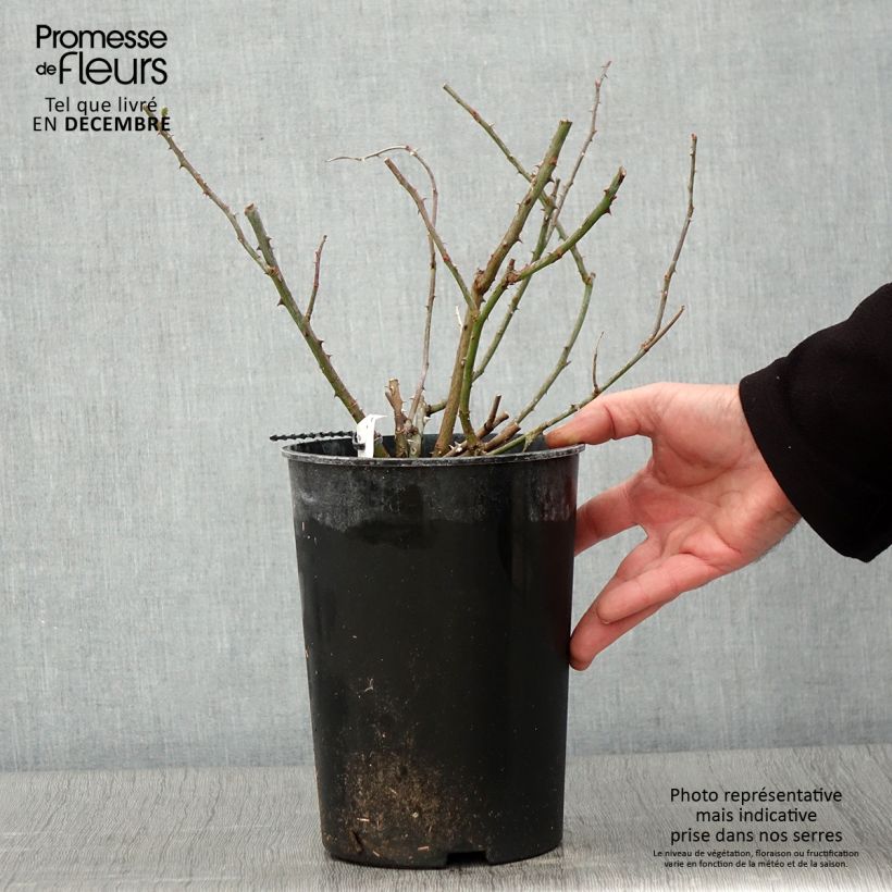 Esemplare di Rosa multiflora Rambling Rector Vaso da 4L/5L come consegnato in autunno