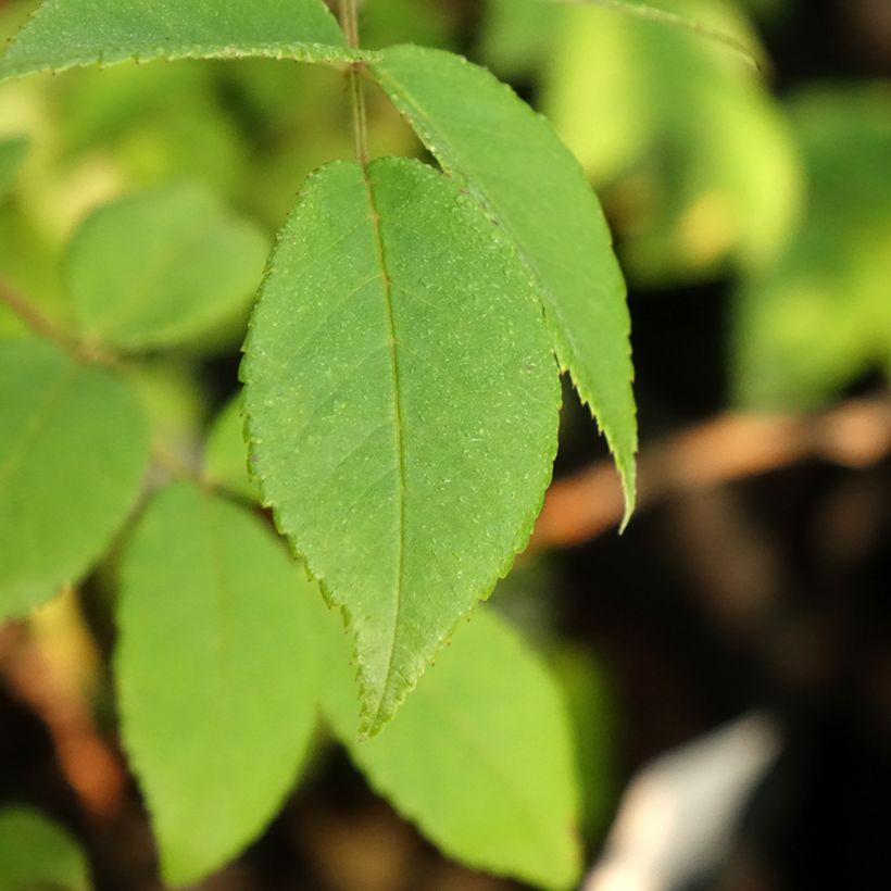 Rosa multiflora Rambling Rector (Foliage)