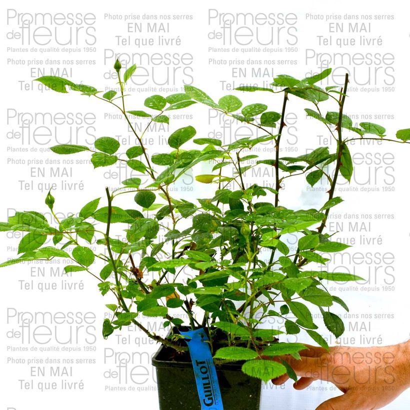 Esempio di esemplare Rosa Generosa Marc-Antoine Charpentier Vaso da 4L/5L come consegnato