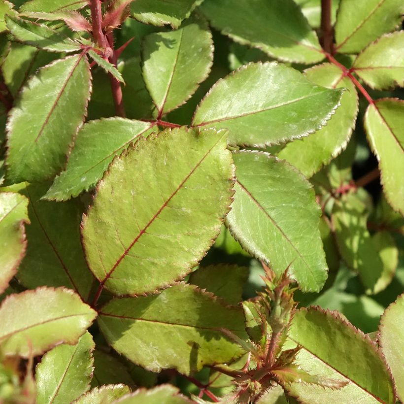 Rosa tappezzante Meillandecor Pink Chantilly Meilevire (Fogliame)