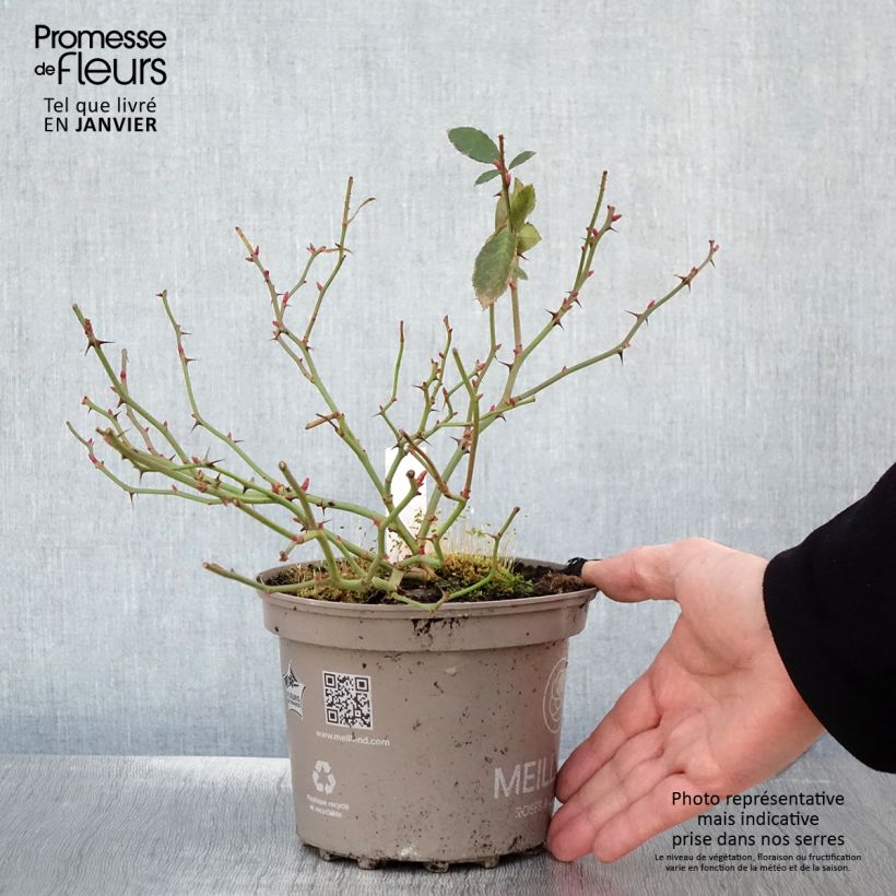 Rosier Meillandecor Pink Chantilly Meilevire Pot de 4L/5L esemplare consegnato in inverno