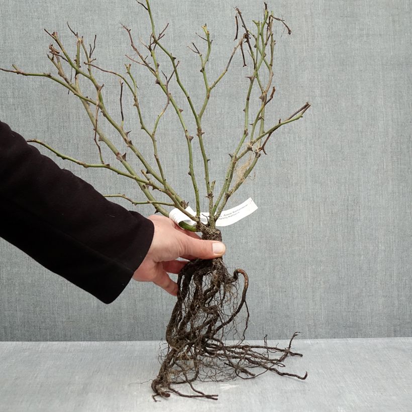 Rosa tappezzante Meillandecor Pink Chantilly Meilevire Piante piccole a radice nuda esemplare consegnato in inverno