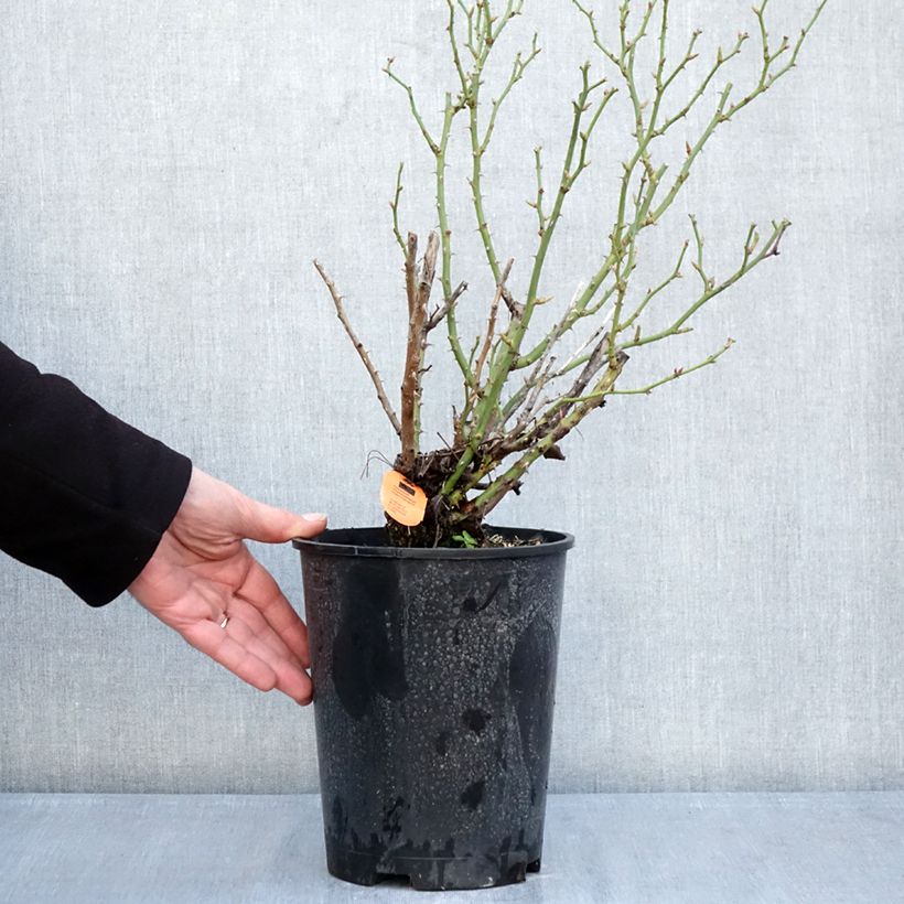 Example of Rosa Belle Symphonie - Rose miniatura Vaso da 4L/5L as you get in hiver