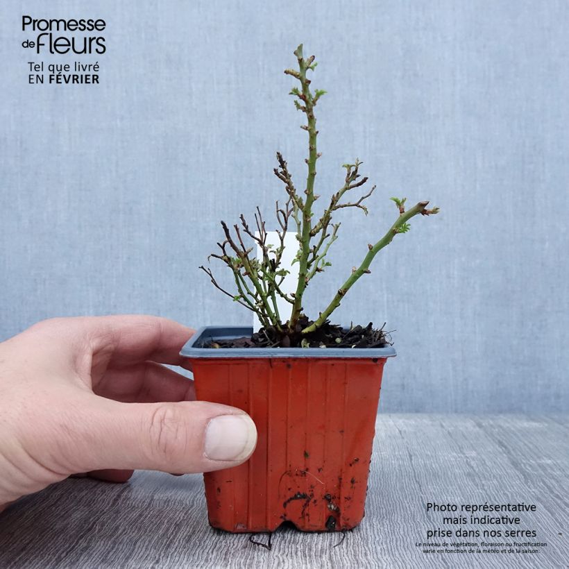 Rosa tappezzante Cutie Pie Vasetto da 8/9 cm esemplare consegnato in inverno