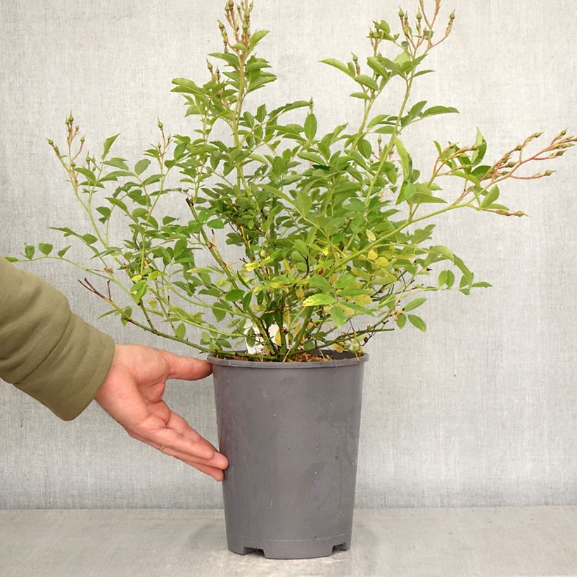 Rosa moscata Ma Fille Sara - Rosa tappezzante Vaso da 4L/5L esemplare consegnato in primavera