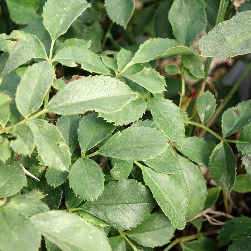 Rosa Tilt Symphonie - Rose miniatura (Fogliame)