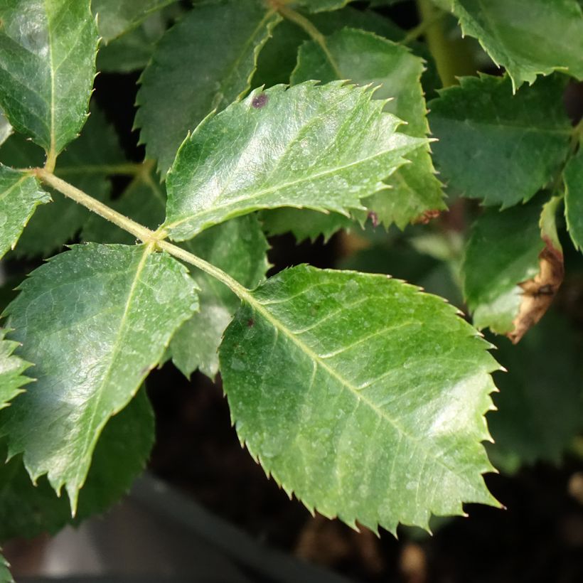 Rosa tappezzante Aria Babylon Eyes (Foliage)