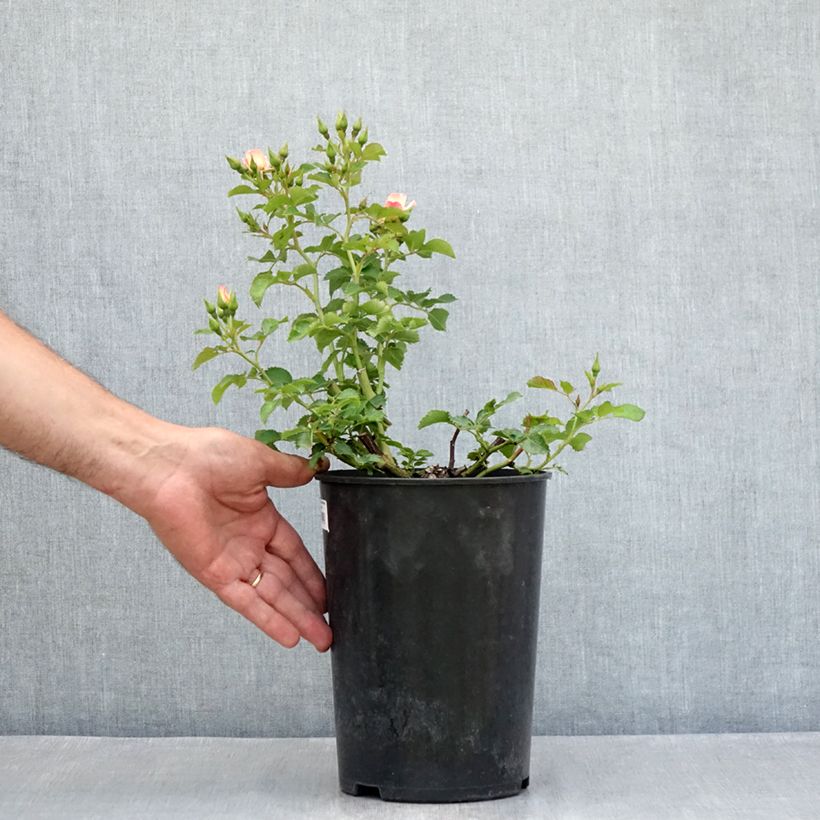 Example of Rosa tappezzante Aria Babylon Eyes Vaso da 4L/5L as you get in ete