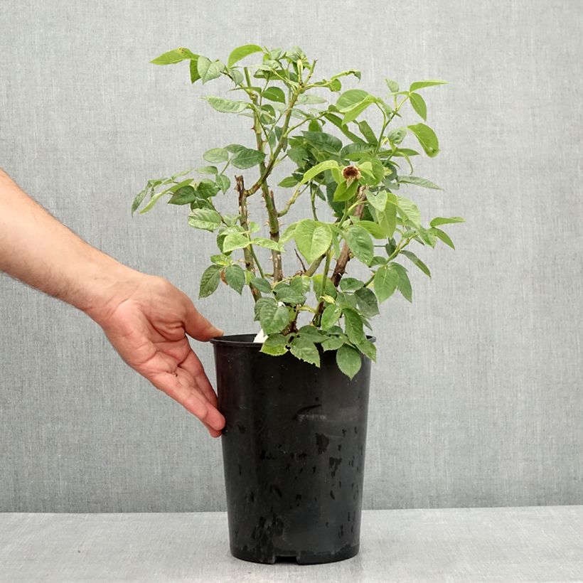 Esemplare di Rosa tappezzante Bordure d'Or 'Delbojaun' Vaso da 3L/4L consegnato in estate