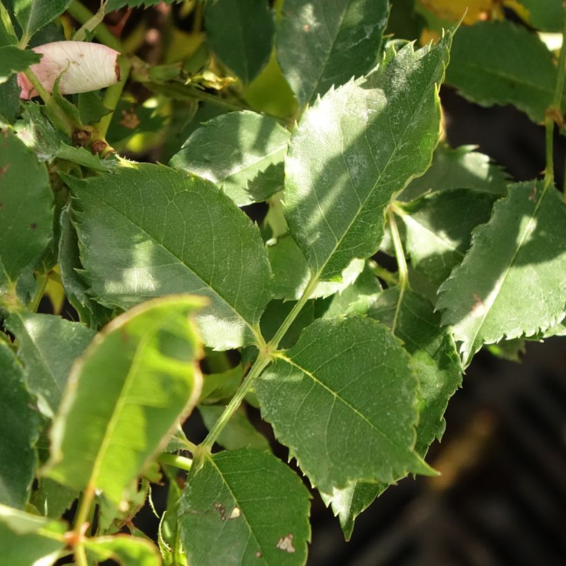 Rosa tappezzante Fancy Babylon Eyes (Fogliame)