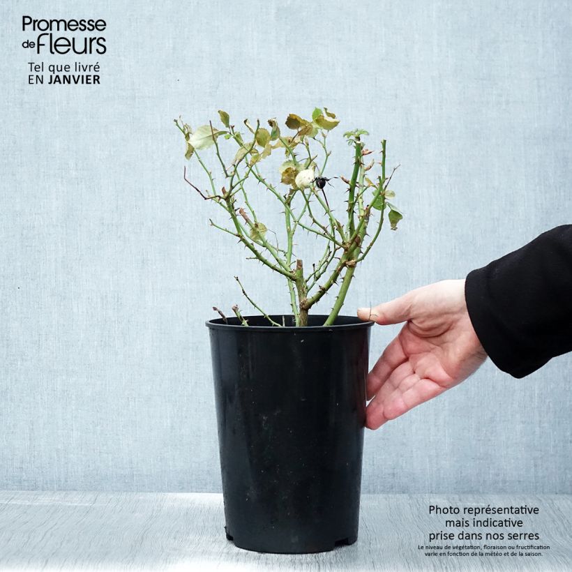 Example of Rosa tappezzante Glorious Babylon Eyes Vaso da 4L/5L as you get in hiver