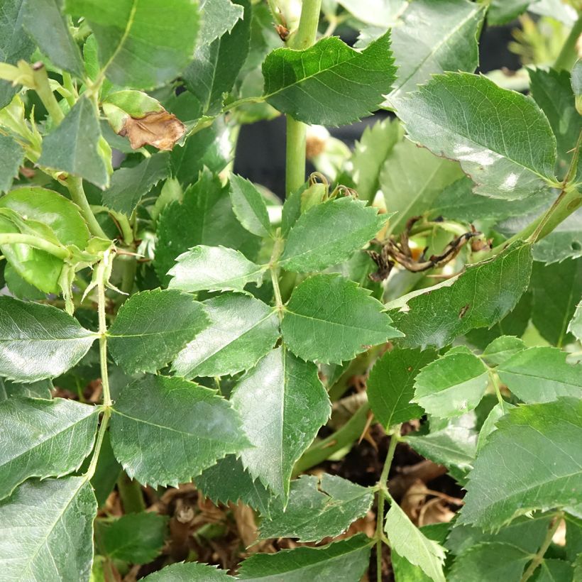 Rosa tappezzante Glorious Babylon Eyes (Foliage)