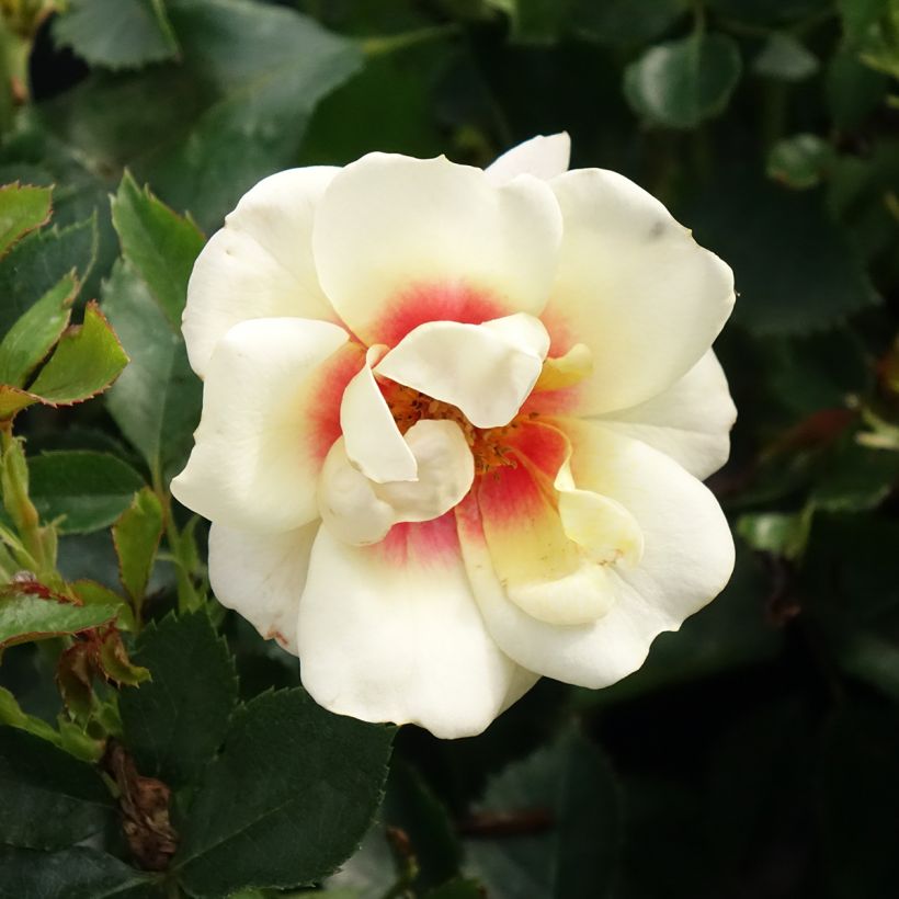 Rosa tappezzante Glorious Babylon Eyes (Flowering)