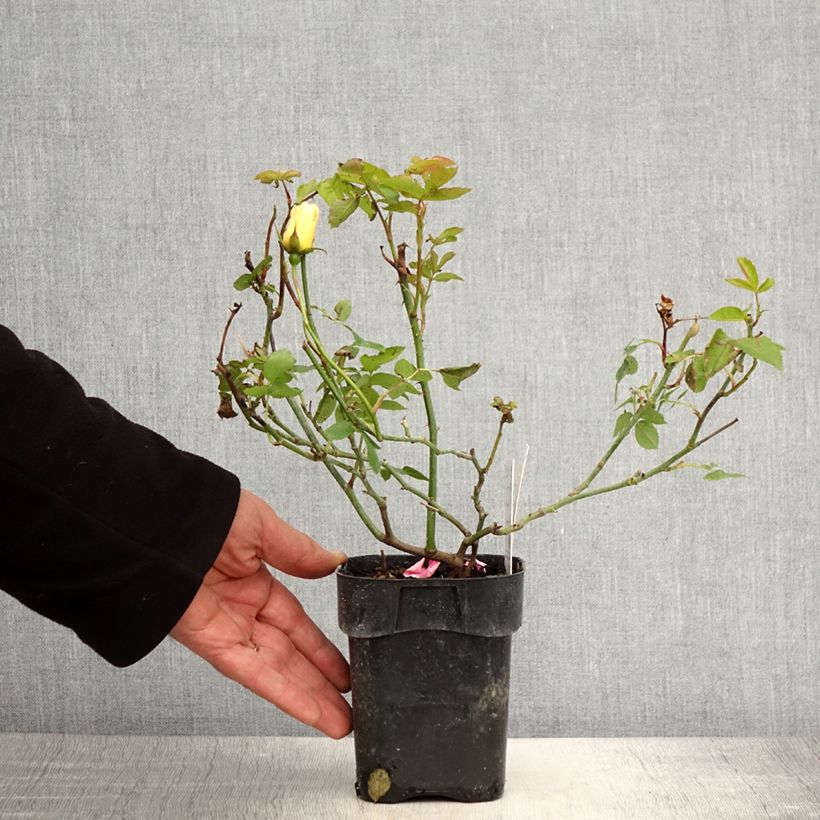 Rosa tappezzante Lemon Fizz Kolorscape Vaso da Ø 10 cm/11 cm esemplare consegnato in primavera