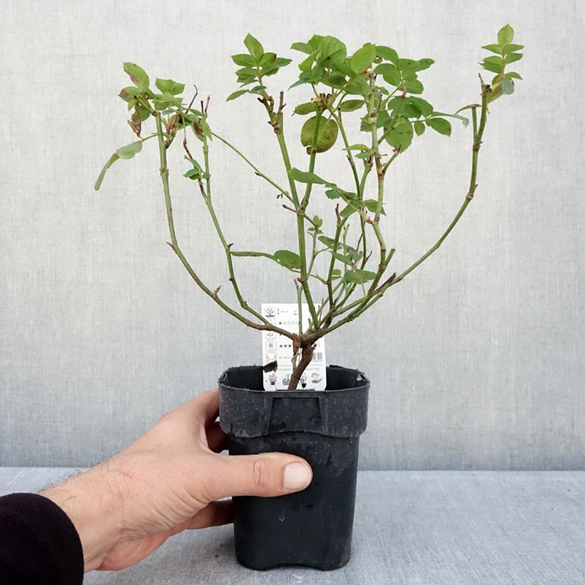 Esemplare di Rosa tappezzante Lemon Fizz Kolorscape Vaso da Ø 10 cm/11 cm come consegnato in autunno