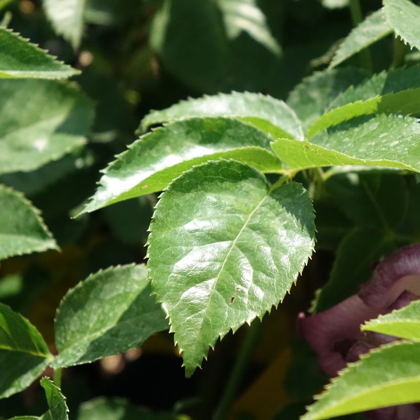 Rosa tappezzante Lemon Fizz Kolorscape (Fogliame)