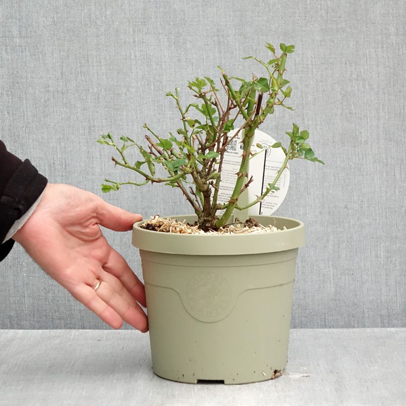Esemplare di Rosa tappezzante Lilliputs Mandarin Vaso da 1,5L/2L come consegnato in autunno
