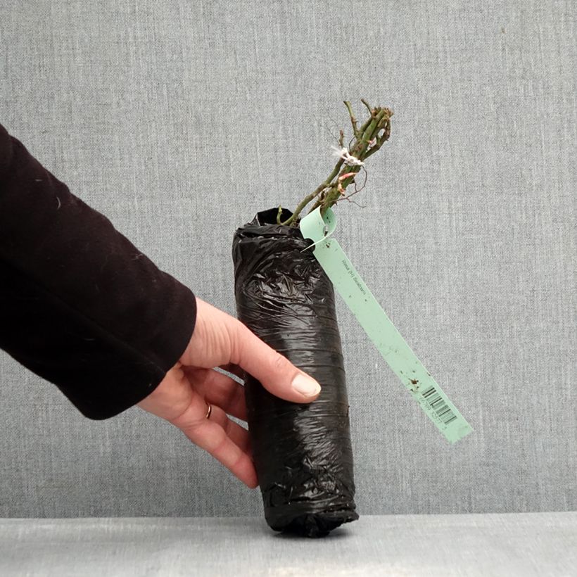 Rosa tappezzante Lilliputs Roxy Zolla a radice nuda esemplare consegnato in inverno