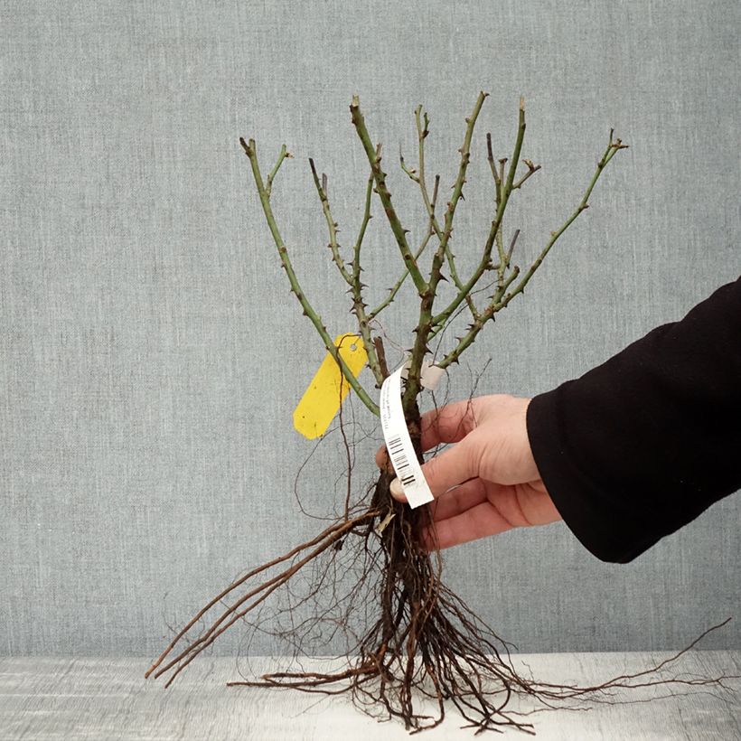 Example of Rosa tappezzante Lilliputs Little Sunset Piante piccole a radice nuda as you get in hiver