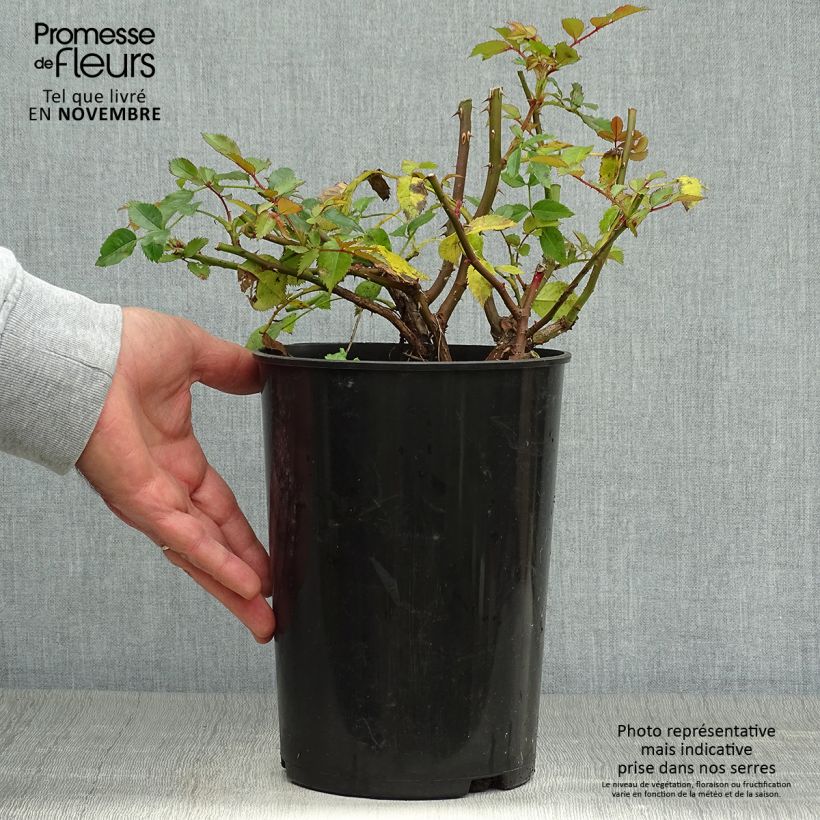 Esemplare di Rosa tappezzante Maestro Babylon Eyes Vaso da 4L/5L come consegnato in autunno