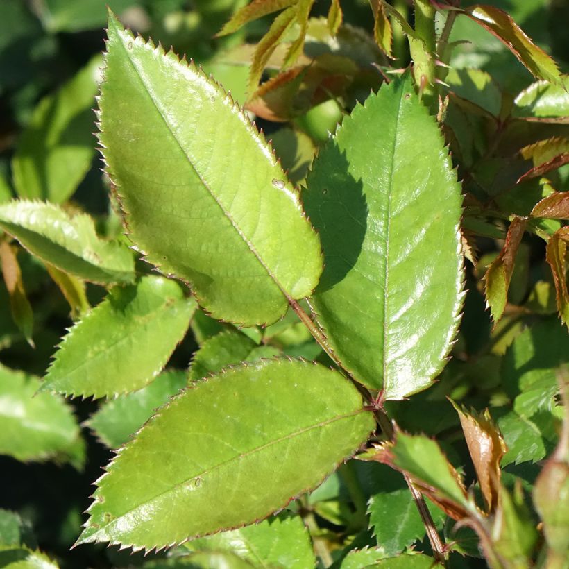 Rosa tappezzante Maestro Babylon Eyes (Foliage)