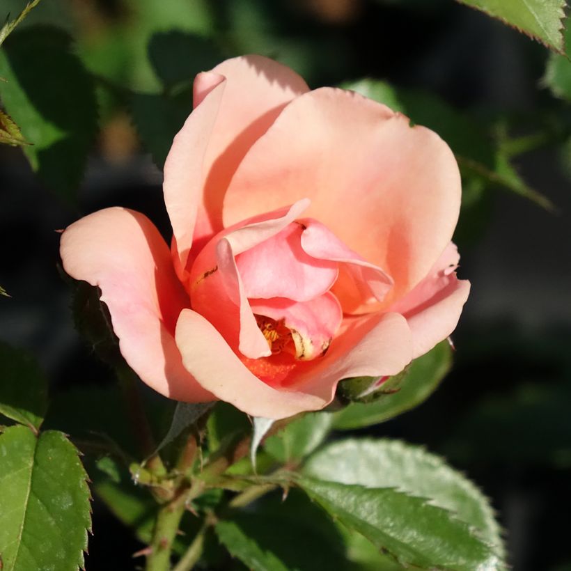 Rosa tappezzante Maestro Babylon Eyes (Flowering)