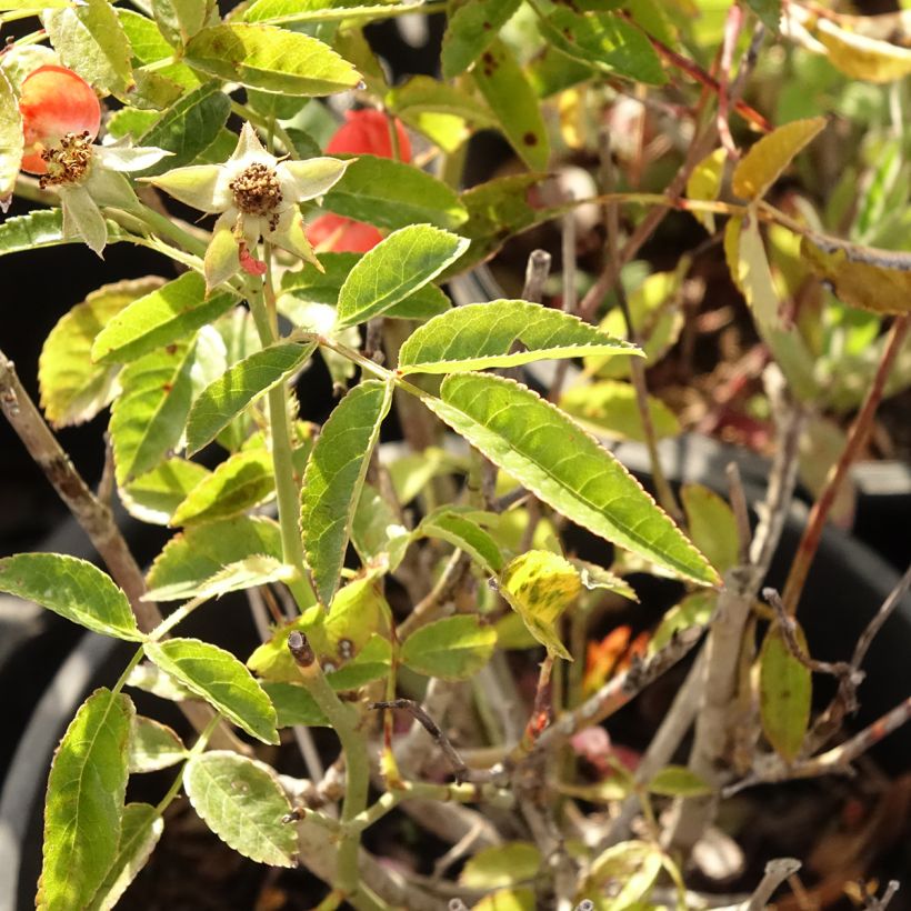 Rosa tappezzante Koster Orange (Fogliame)