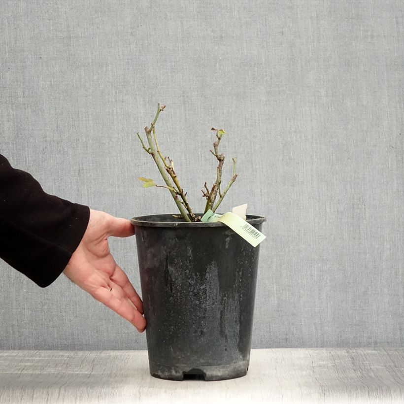 Rosa Princesse de Galles Vaso da 3L/4L esemplare consegnato in inverno