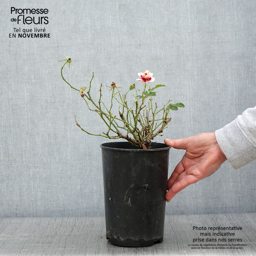 Esemplare di Rosa tappezzante Queen Babylon Eyes Vaso da 4L/5L come consegnato in autunno